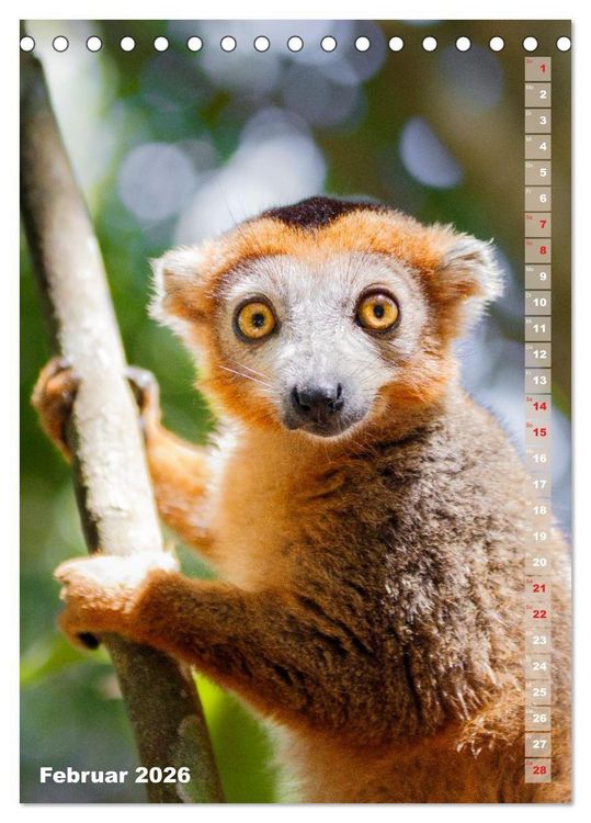 Produktbild: Safari hautnah - S&uuml;dliches und &ouml;stliches Afrika (Tischkalender 2026 DIN A5 hoch), CALVENDO Monatskalender