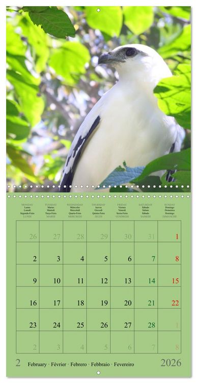 Produktbild: Costa Rican Birds (Wall Calendar 2026 12 &times; 12 Inch) CALVENDO 12 Month Wall Calendar