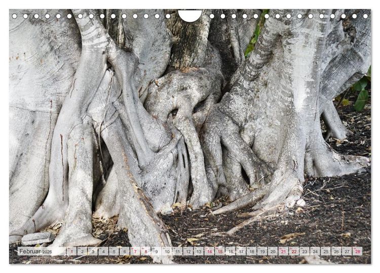 Produktbild: Geisterb&auml;ume (Wandkalender 2026 DIN A4 quer), CALVENDO Monatskalender