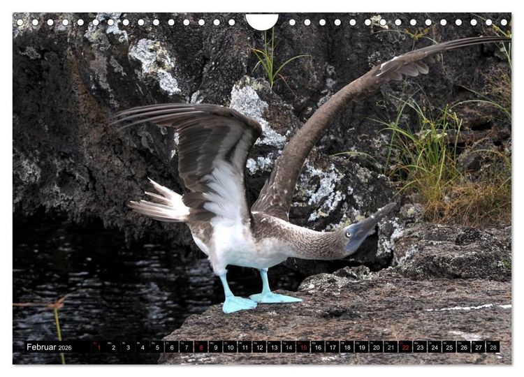 Produktbild: Galapagos Archipel- Faszination Tierwelt (Wandkalender 2026 DIN A4 quer), CALVENDO Monatskalender