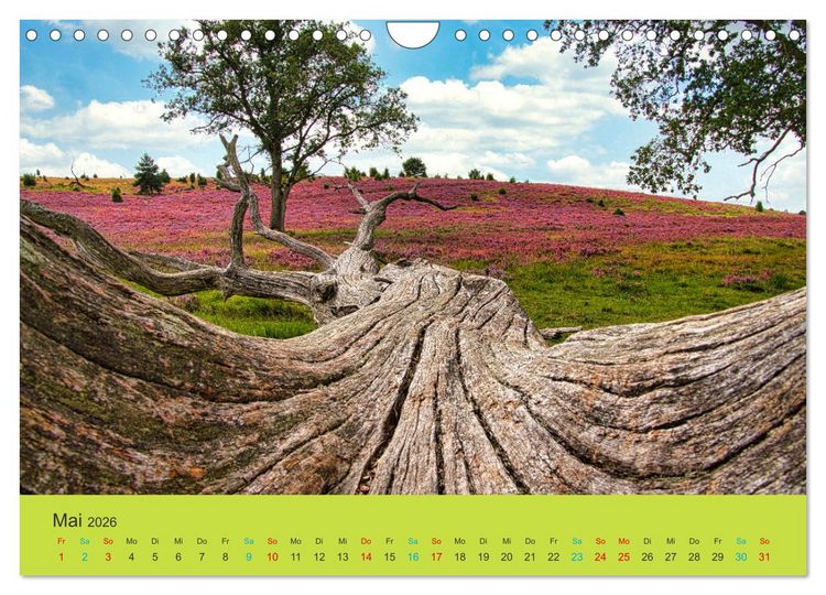 Produktbild: Die Heide bl&uuml;ht (Wandkalender 2026 DIN A4 quer), CALVENDO Monatskalender