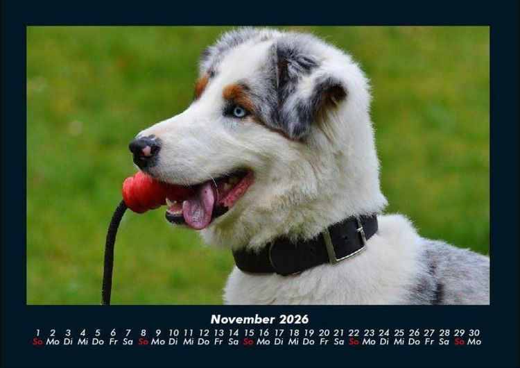 Produktbild: Hunde 2026 Fotokalender DIN A4