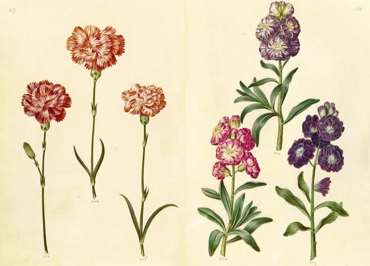 Produktbild: Das Gr&uuml;ne Florilegium &ndash; The Green Florilegium (dt./engl.)