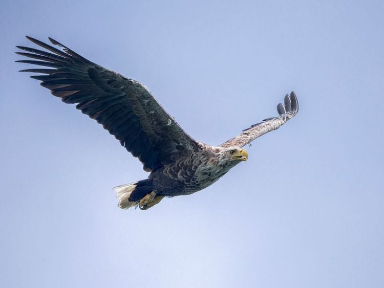 Produktbild: CALVENDO Puzzle Seeadler im Flug | 1000 Teile Lege-Gr&ouml;&szlig;e 64x48cm Foto-Puzzle f&uuml;r gl&uuml;ckliche Stunden