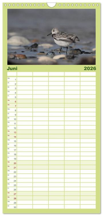Produktbild: Familienplaner 2026 - Wilde Vogelwelt Helgoland mit 5 Spalten (Wandkalender, 21 x 45 cm) CALVENDO