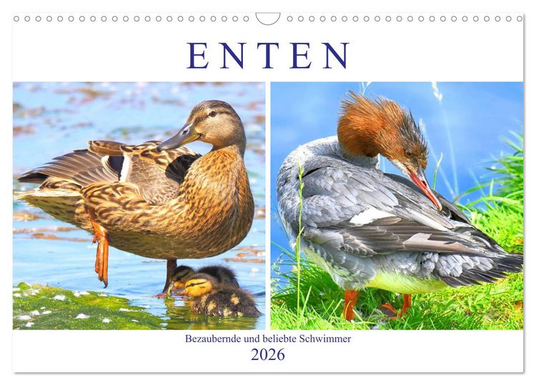 Produktbild: Enten. Bezaubernde und beliebte Schwimmer (Wandkalender 2026 DIN A3 quer), CALVENDO Monatskalender