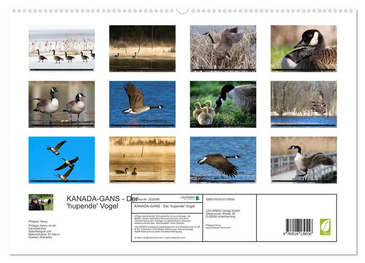 Produktbild: KANADA-GANS - Der 'hupende' Vogel (hochwertiger Premium Wandkalender 2026 DIN A2 quer), Kunstdruck in Hochglanz