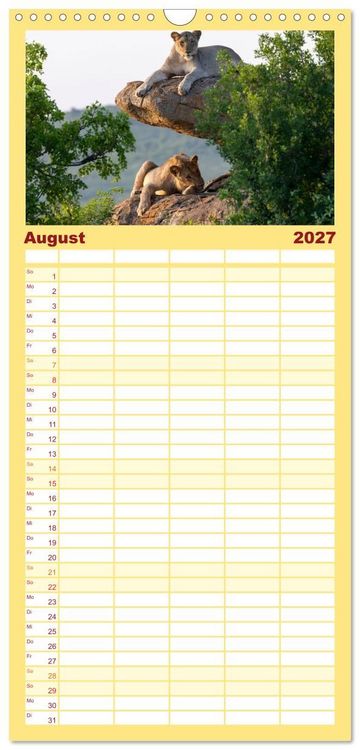 Produktbild: Familienplaner 2027 - L&ouml;wen in Botswana und S&uuml;dafrika mit 5 Spalten (Wandkalender, 21 x 45 cm) CALVENDO