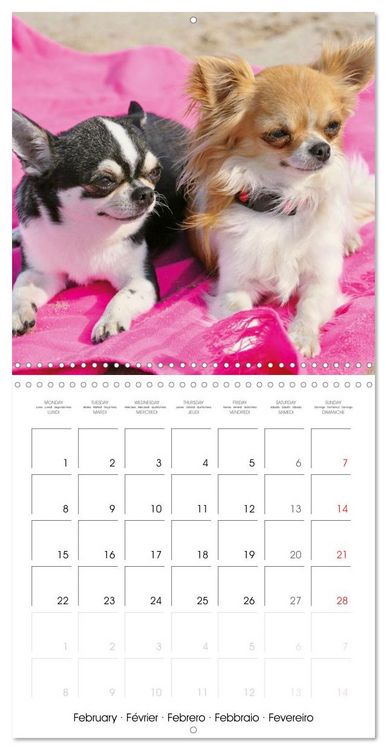 Produktbild: Chihuahua: Small dogs, but mighty (Wall Calendar 2027 12 &times; 12 Inch) CALVENDO 12 Month Wall Calendar