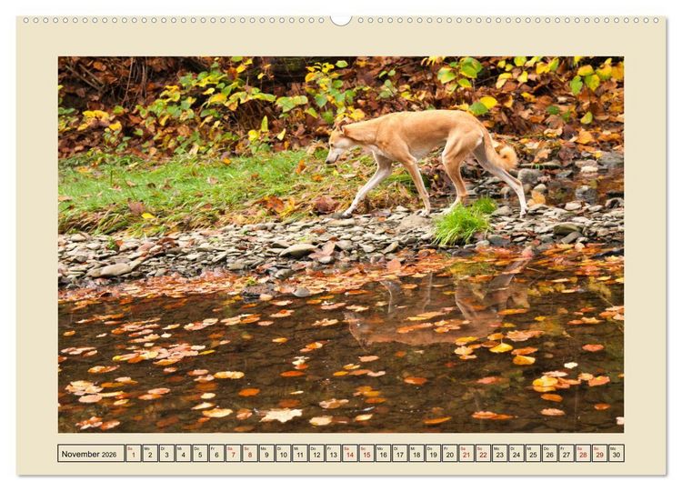 Produktbild: Mit dem Windhund unterwegs im zauberhaften Bergischen Land (Wandkalender 2026 DIN A2 quer), CALVENDO Monatskalender