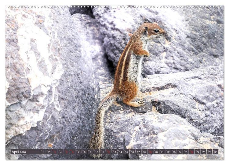 Produktbild: FUERTEVENTURA - Inselblick (Wandkalender 2026 DIN A2 quer), CALVENDO Monatskalender