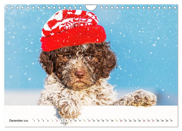 Produktbild: Lagotto Romagnolo - der Tr&uuml;ffelhund Italiens (Wandkalender 2026 DIN A4 quer), CALVENDO Monatskalender