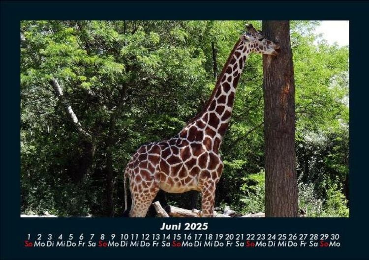 Produktbild: Giraffen 2025 Fotokalender DIN A5