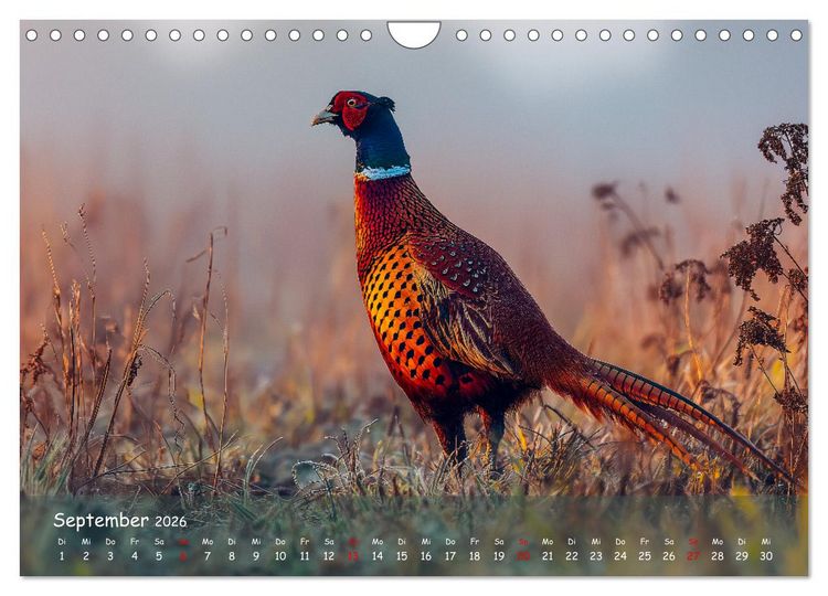 Produktbild: Jagd und Natur - Kalender f&uuml;r J&auml;ger mit Wildtieren Deutschlands im Jahreslauf (Wandkalender 2026 DIN A4 quer), CALVENDO Monatskalender