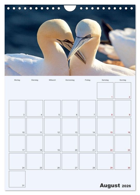 Produktbild: Wildes Leben auf Helgoland (Wandkalender 2026 DIN A4 hoch), CALVENDO Monatskalender