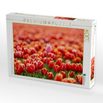 Produktbild: CALVENDO Puzzle Stolze Fehlfarbe auf dem Tulpenfeld in Julianadorp | 1000 Teile Lege-Gr&ouml;&szlig;e 64x48cm Foto-Puzzle f&uuml;r gl&uuml;ckliche Stunden