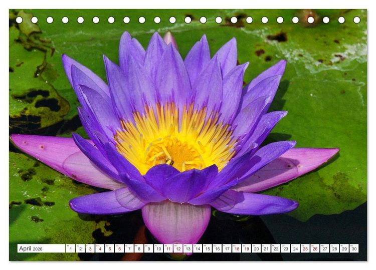Produktbild: Asiatische Blumenpracht (Tischkalender 2026 DIN A5 quer), CALVENDO Monatskalender