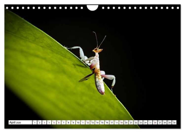 Produktbild: Im Bann der Mantis (Wandkalender 2026 DIN A4 quer), CALVENDO Monatskalender