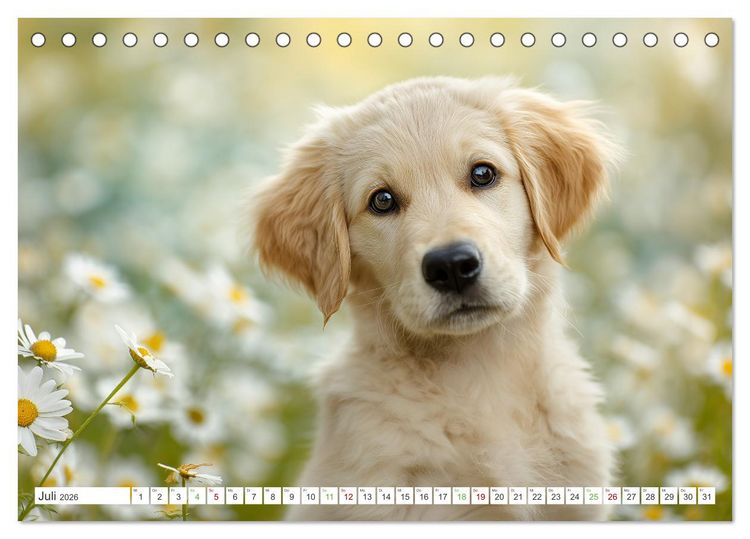 Produktbild: Flauschige Momente (Tischkalender 2026 DIN A5 quer), CALVENDO Monatskalender