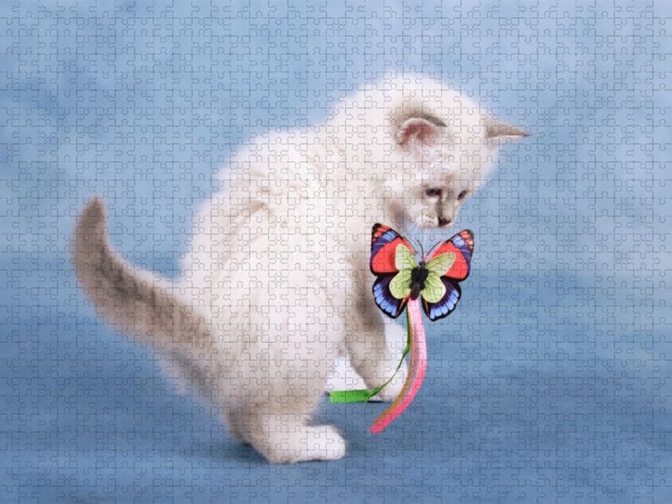 Produktbild: CALVENDO Puzzle Nelly - Blue Tabby | 1000 Teile Lege-Gr&ouml;&szlig;e 64x48cm Foto-Puzzle f&uuml;r gl&uuml;ckliche Stunden