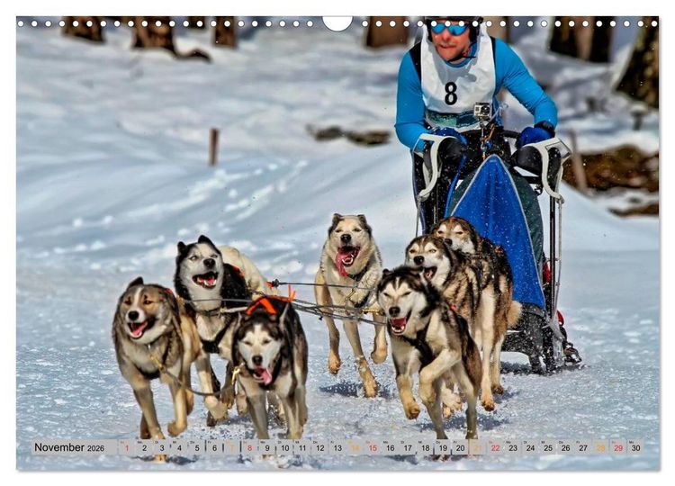 Produktbild: Huskies - Schlittenhunde (Wandkalender 2026 DIN A3 quer), CALVENDO Monatskalender