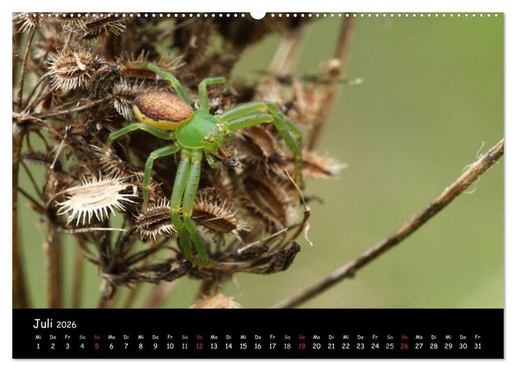 Produktbild: Heimische Spinnen (hochwertiger Premium Wandkalender 2026 DIN A2 quer), Kunstdruck in Hochglanz