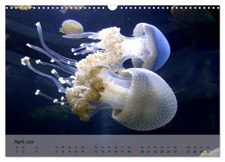 Produktbild: Quallen. Die Welt der Medusen (Wandkalender 2026 DIN A3 quer), CALVENDO Monatskalender