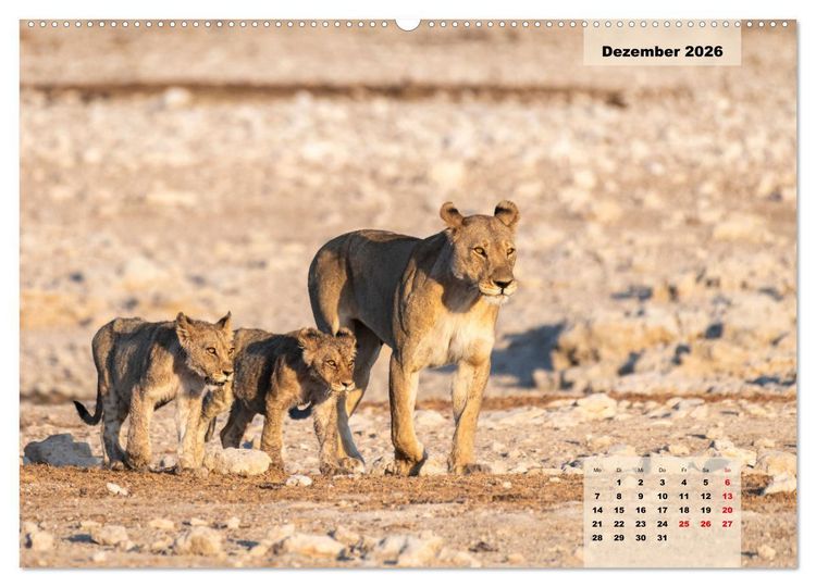 Produktbild: Raubkatzen - L&ouml;we, Gepard, Leopard (hochwertiger Premium Wandkalender 2026 DIN A2 quer), Kunstdruck in Hochglanz