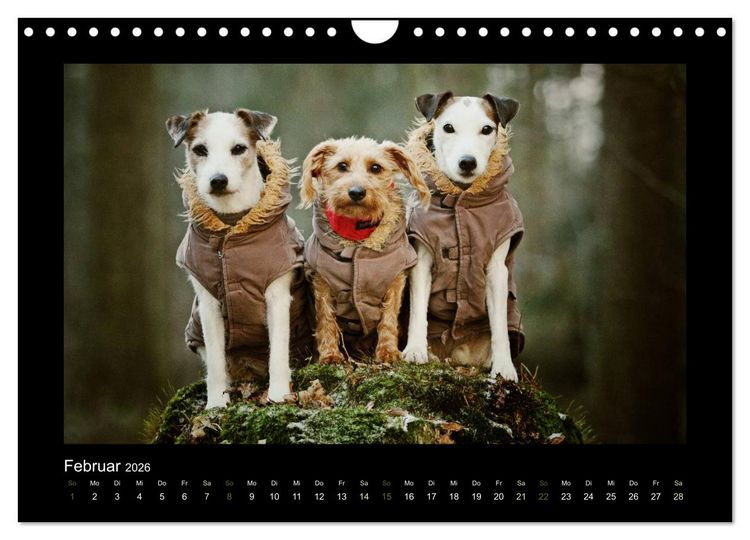 Produktbild: Die Parsons (Wandkalender 2026 DIN A4 quer), CALVENDO Monatskalender