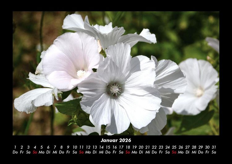 Produktbild: Blumentraum 2026 Fotokalender DIN A3