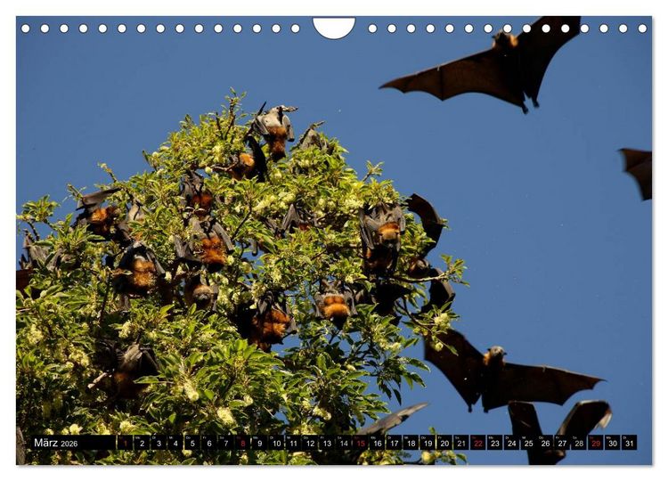 Produktbild: Die Tierwelt in Australien (Wandkalender 2026 DIN A4 quer), CALVENDO Monatskalender
