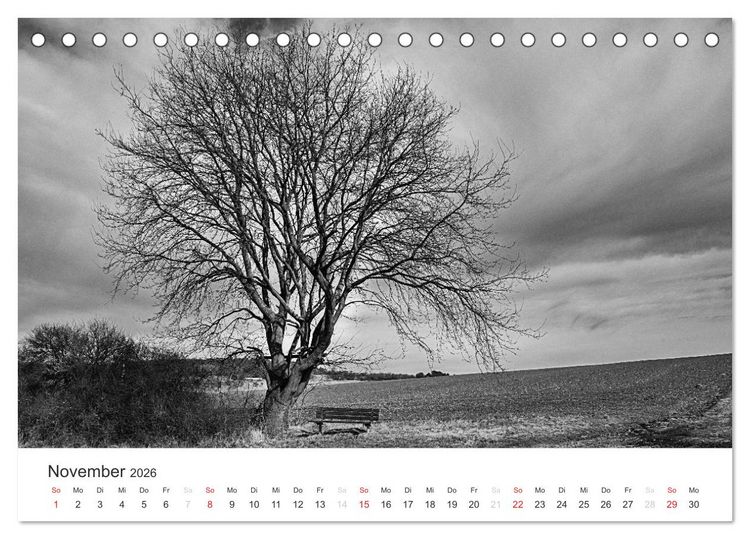 Produktbild: B&auml;ume - Natursch&ouml;nheiten in schwarz-wei&szlig; (Tischkalender 2026 DIN A5 quer), CALVENDO Monatskalender