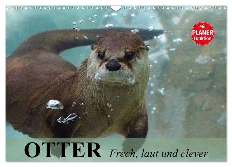 Produktbild: Otter. Frech, laut und clever (Wandkalender 2026 DIN A3 quer), CALVENDO Monatskalender