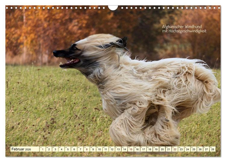 Produktbild: Windhunde im Portrait (Wandkalender 2026 DIN A3 quer), CALVENDO Monatskalender