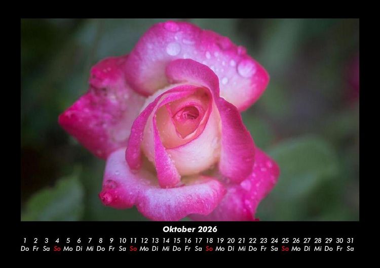 Produktbild: Rosentraum 2026 Fotokalender DIN A3