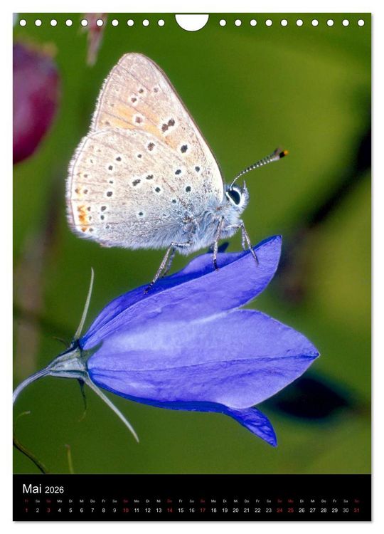 Produktbild: Schmetterlilnge und Blumen (Wandkalender 2026 DIN A4 hoch), CALVENDO Monatskalender