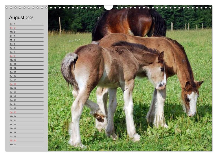 Produktbild: Das Shire Horse. Impressionen (Wandkalender 2026 DIN A3 quer), CALVENDO Monatskalender