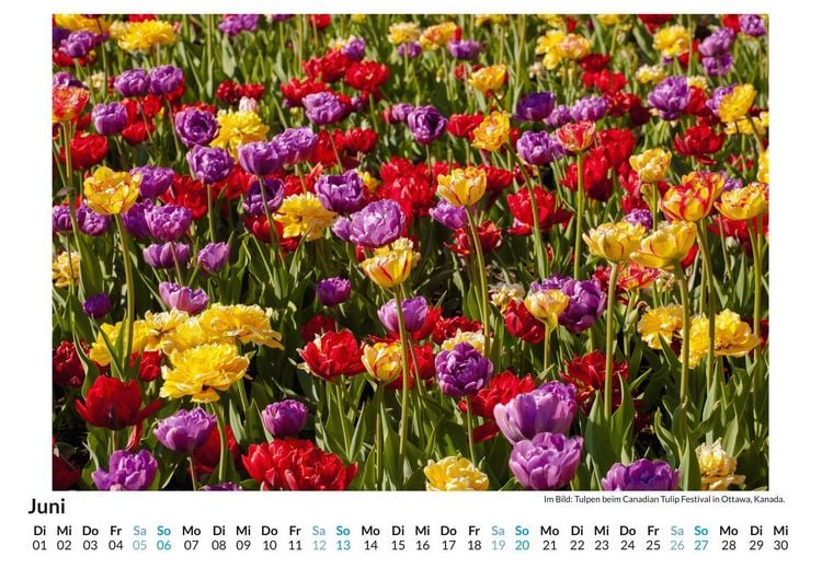 Produktbild: Tulpen