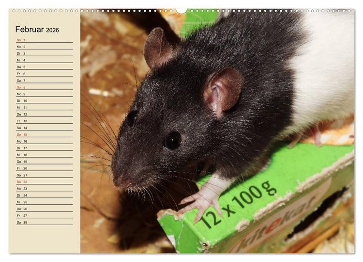Produktbild: Ratten. Gelehrige Haustiere (Wandkalender 2026 DIN A2 quer), CALVENDO Monatskalender