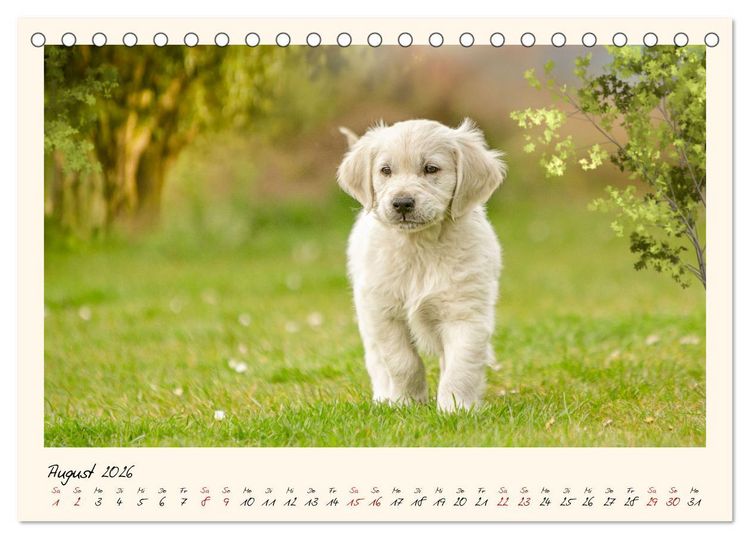 Produktbild: Golden Retriever... Herzenshunde (Tischkalender 2026 DIN A5 quer), CALVENDO Monatskalender
