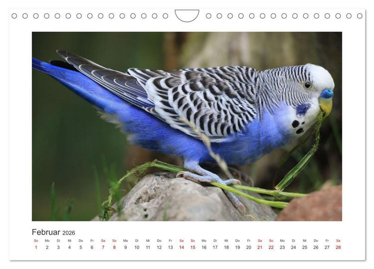 Produktbild: Wellensittichkalender! - Das Original (Wandkalender 2026 DIN A4 quer), CALVENDO Monatskalender