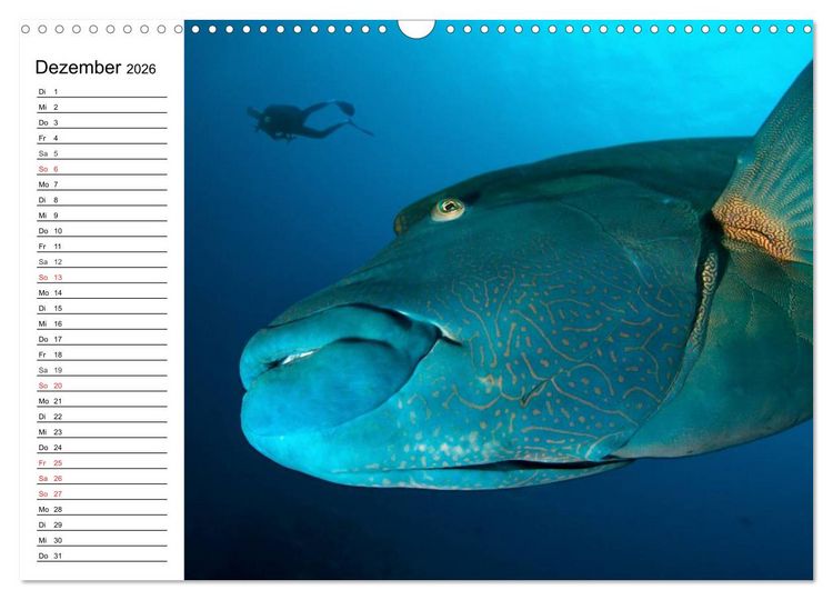 Produktbild: Tauchen - Abenteuer in Neptuns Wunderwelt (Wandkalender 2026 DIN A3 quer), CALVENDO Monatskalender