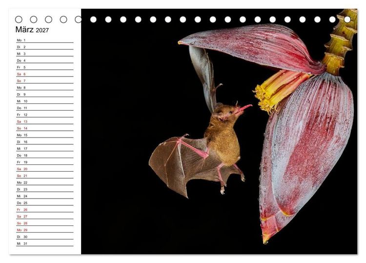 Produktbild: Costa Rica &ndash; Tierparadies im Regenwald (Tischkalender 2027 DIN A5 quer), CALVENDO Monatskalender