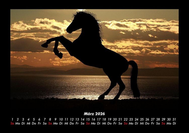 Produktbild: Pferde Kalender 2026 Fotokalender DIN A3