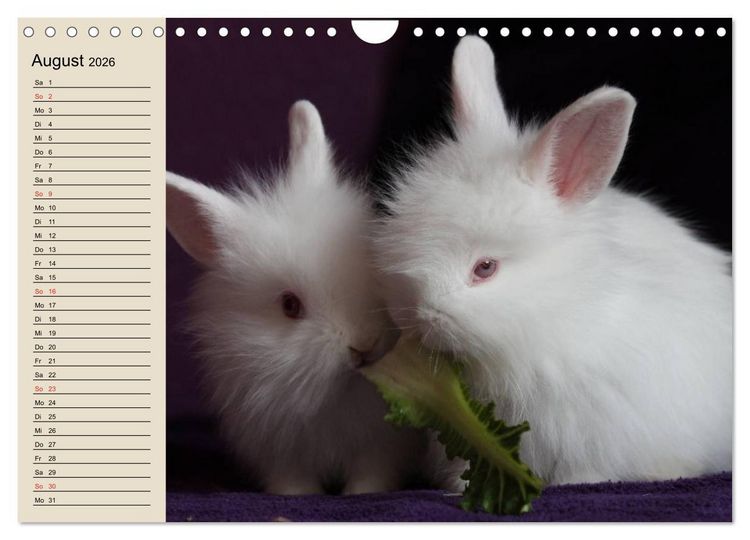 Produktbild: Kaninchen und Hasen (Wandkalender 2026 DIN A4 quer), CALVENDO Monatskalender