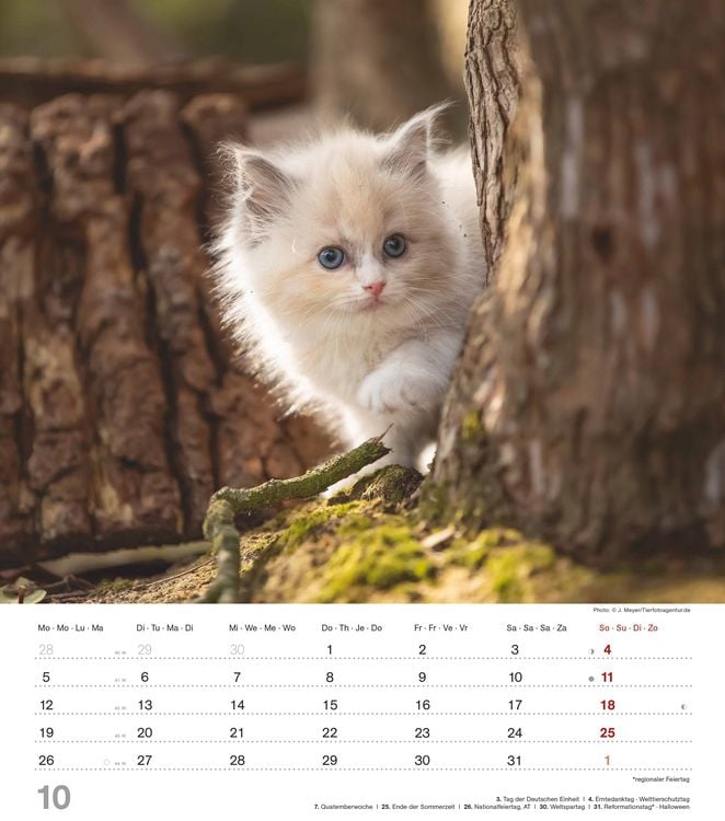 Produktbild: Niedliche Katzenkinder 2026 - Wand-Kalender - Tier-Kalender - 30x34