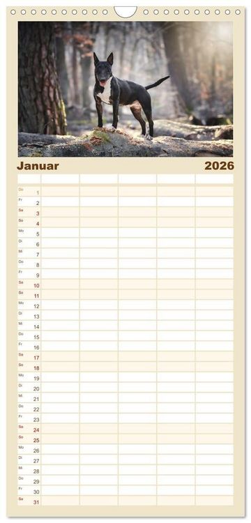 Produktbild: Familienplaner 2026 - Bullterrier - charmante Herzensbrecher mit 5 Spalten (Wandkalender, 21 x 45 cm) CALVENDO