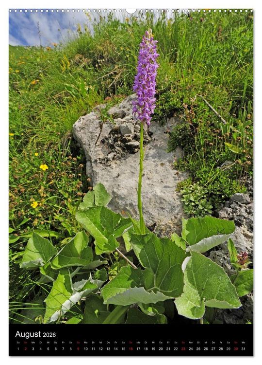 Produktbild: Orchideen in S&uuml;deuropa (Wandkalender 2026 DIN A2 hoch), CALVENDO Monatskalender