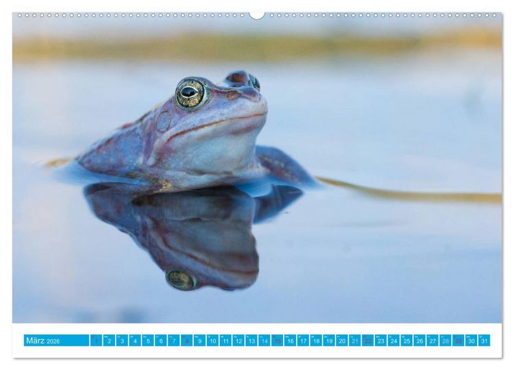 Produktbild: Farbige Fr&ouml;sche (hochwertiger Premium Wandkalender 2026 DIN A2 quer), Kunstdruck in Hochglanz