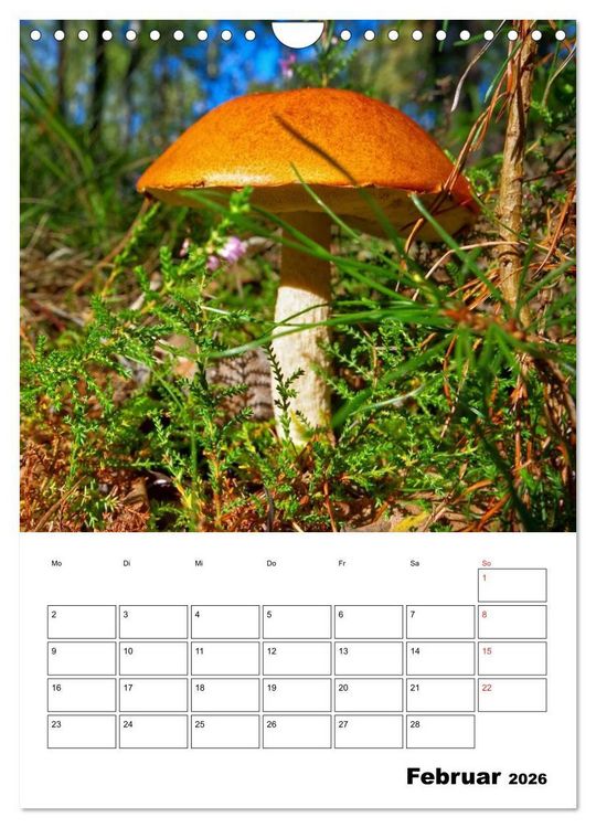 Produktbild: Heimische Waldpilze (Wandkalender 2026 DIN A4 hoch), CALVENDO Monatskalender